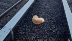 Nach dem Unglück wurde der Zugverkehr gestoppt, um „Garfield“ von der Unfallstelle retten zu ...