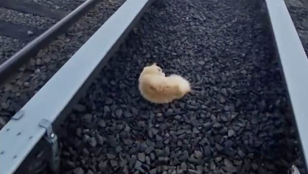 Nach dem Unglück wurde der Zugverkehr gestoppt, um „Garfield“ von der Unfallstelle retten zu ...