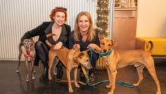 ...auf den Hund gekommen...