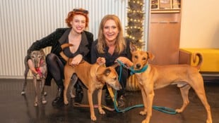 ...auf den Hund gekommen...