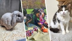 Goku, Hopi und Nayeli halten noch Ausschau nach ihren Lebensplätzen.