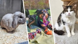 Goku, Hopi und Nayeli halten noch Ausschau nach ihren Lebensplätzen.