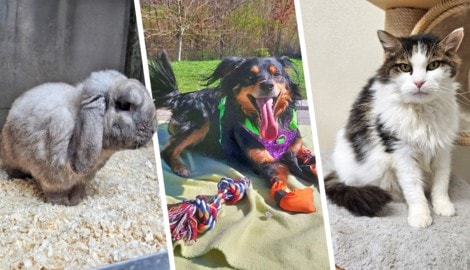 Goku, Hopi und Nayeli halten noch Ausschau nach ihren Lebensplätzen.