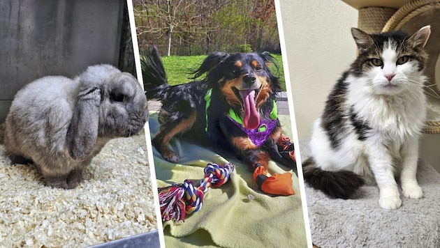 Goku, Hopi und Nayeli halten noch Ausschau nach ihren Lebensplätzen.