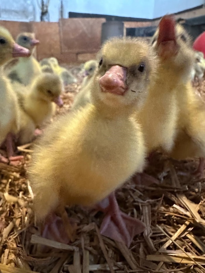 Die Gössel, so nennt man die Gänseküken, brauchen zu Beginn der Mastzeit hochwertige Nahrung, ...