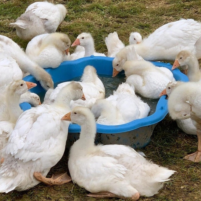 Bio-Weidegänse wachsen mit viel Auslauf in der Natur auf. Sie haben Unterstände und auch ...