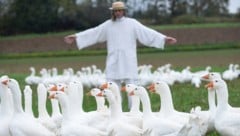 Im Vorjahr wurden 5500 Gänse im Burgenland gehalten – davon 4600 im Rahmen des Projektes ...