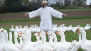 APA/ROBERT JAEGER Im Vorjahr wurden 5500 Gänse im Burgenland gehalten – davon 4600 im Rahmen des Projektes ...