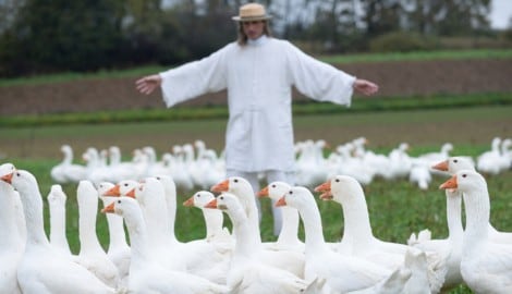 Im Vorjahr wurden 5500 Gänse im Burgenland gehalten – davon 4600 im Rahmen des Projektes ...