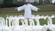 Im Vorjahr wurden 5500 Gänse im Burgenland gehalten – davon 4600 im Rahmen des Projektes ...