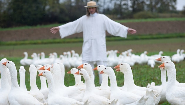 Im Vorjahr wurden 5500 Gänse im Burgenland gehalten – davon 4600 im Rahmen des Projektes ...