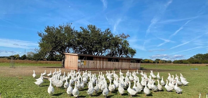 Etwa 28 Wochen verbringt eine Bio-Weidegans auf der Wiese. Ihr Fleisch ist aufgrund der vielen ...