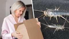 Ungebetene Gäste werden unabsichtlich „mitgeliefert“ – und sie sind gekommen, um zu bleiben.