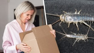 Ungebetene Gäste werden unabsichtlich „mitgeliefert“ – und sie sind gekommen, um zu bleiben.