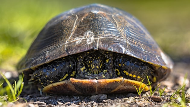 Für die Panzer der Europäischen Sumpfschildkröte hatten die Neandertaler vermutlich eine ...