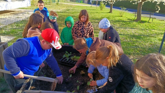 Garteln in der Volksschule Neuberg, nach der Ernte gibt es ein gemeinsames Essen.