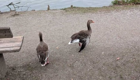 Diese Graugans mit hängendem Flügel soll nicht aus dem Umfeld gerissen werden.