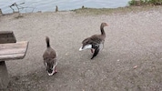 Diese Graugans mit hängendem Flügel soll nicht aus dem Umfeld gerissen werden.