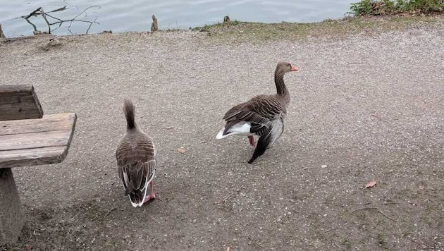 Diese Graugans mit hängendem Flügel soll nicht aus dem Umfeld gerissen werden.
