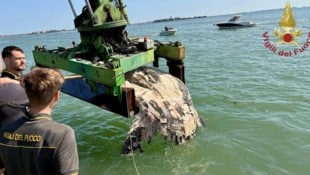 Der tote Riesenfisch blockierte den Kanal in der Lagune von Venedig.
