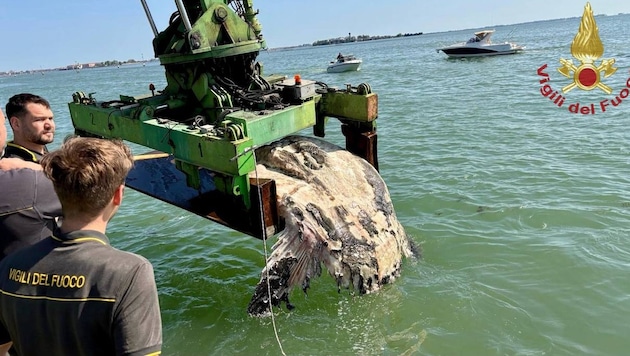 Der tote Riesenfisch blockierte den Kanal in der Lagune von Venedig.
