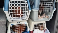 Die Hühner wurden nach Erstversorgung der Vogelhilfe Kärnten übergeben.