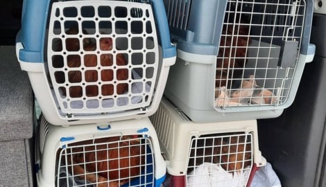Die Hühner wurden nach Erstversorgung der Vogelhilfe Kärnten übergeben.