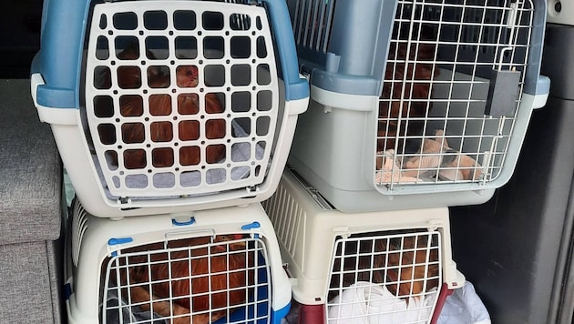 Die Hühner wurden nach Erstversorgung der Vogelhilfe Kärnten übergeben.