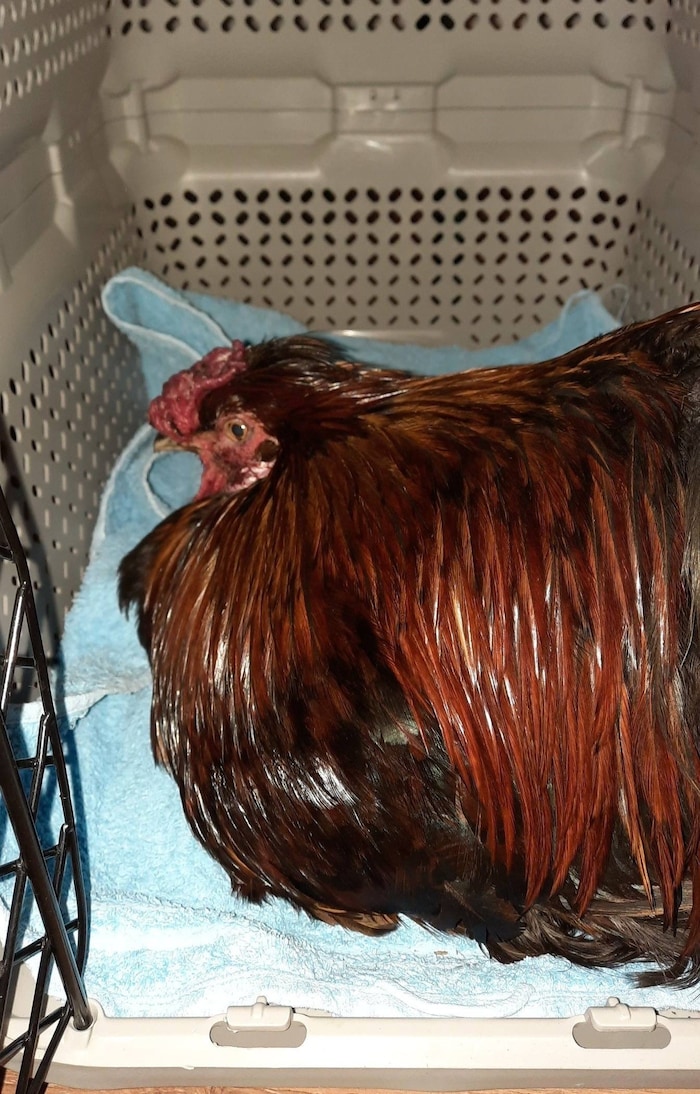 Die Hühner wurden über den Zaun wie Müll entsorgt.