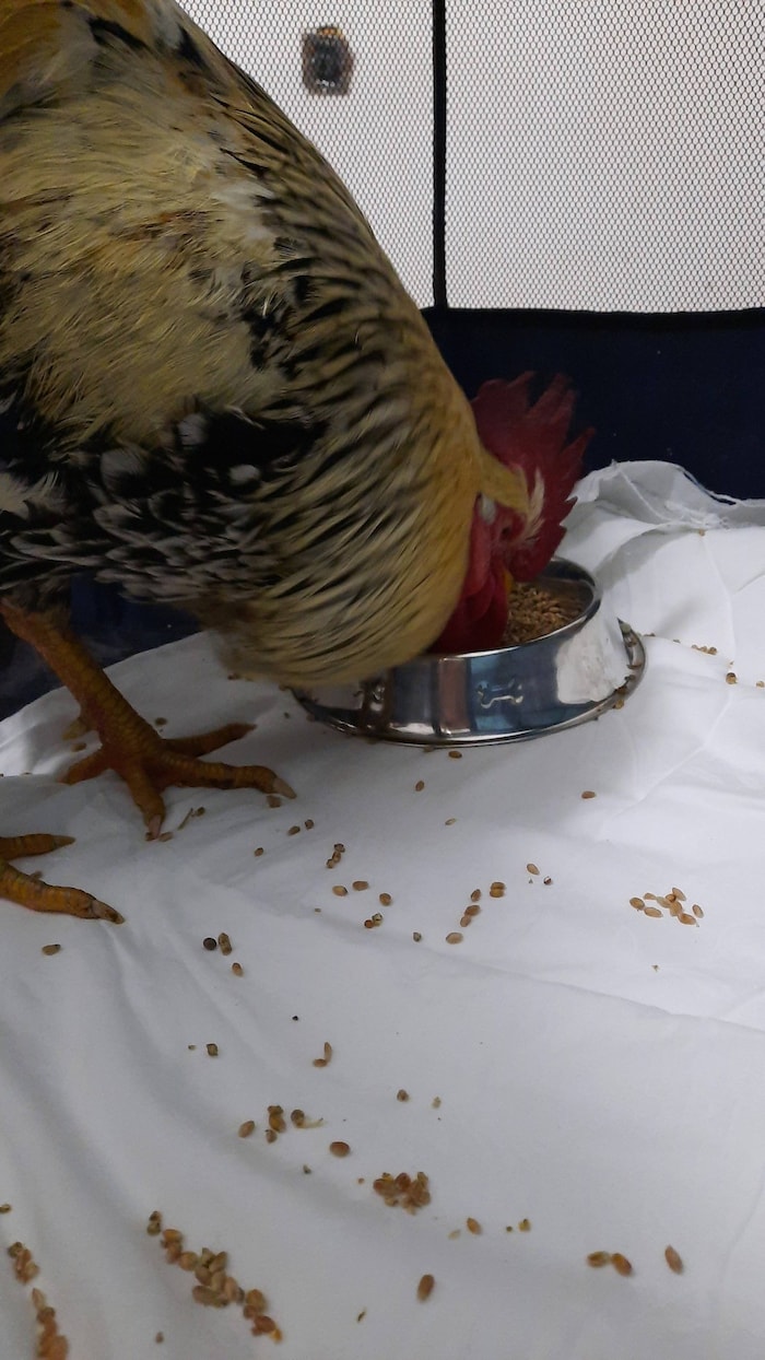 Nach dem Vorfall wurden sie von den Mitarbeitern des TiKos erstversorgt.