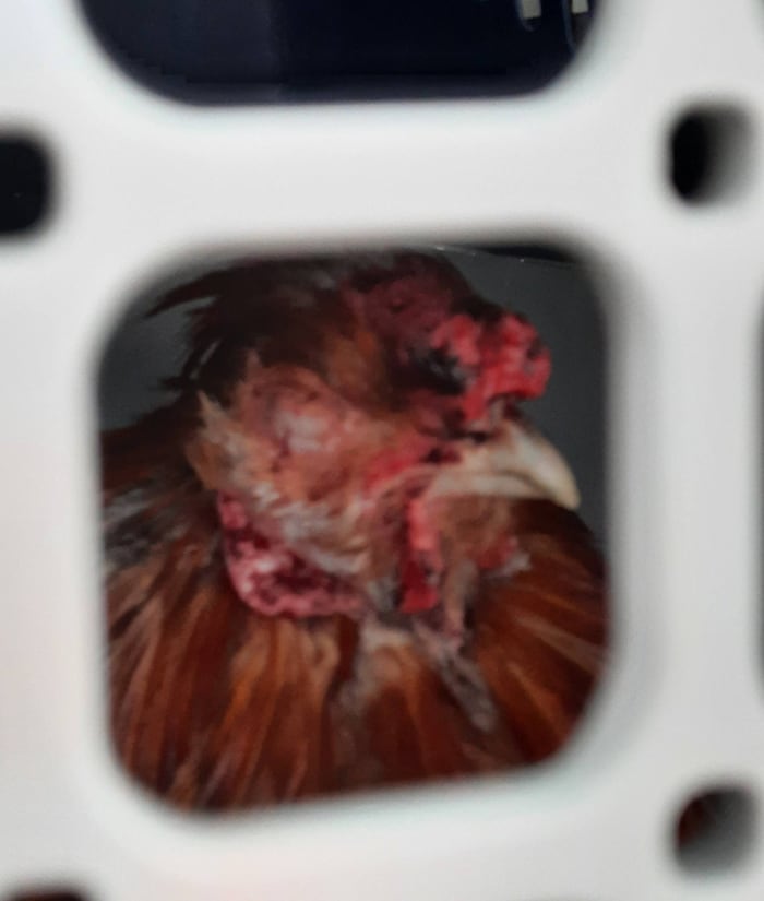 Die sechs Hühner leiden unter Milbenbefall.