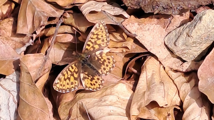 Der Perlmuttfalter ist in blütenreichen Wiesen zu finden.