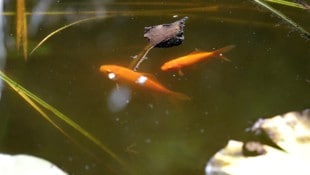 Der Goldfisch ist im Zierbecken hübsch anzusehen. In unseren Breitengraden hat er in der freien ...