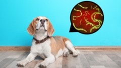 Anfang Mai findet ein kostenloses Seminar in Wien statt, bei dem es auch um das wichtige Thema ...