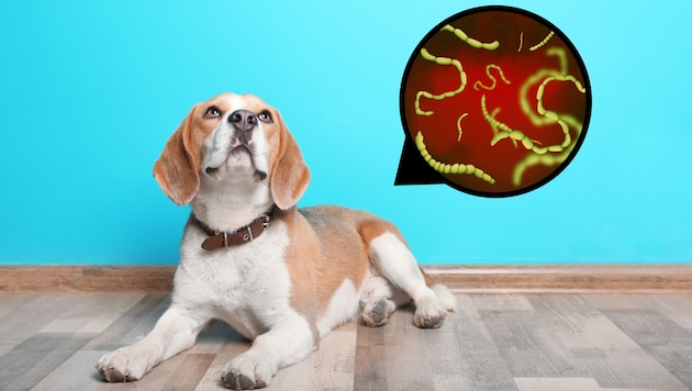 Anfang Mai findet ein kostenloses Seminar in Wien statt, bei dem es auch um das wichtige Thema ...