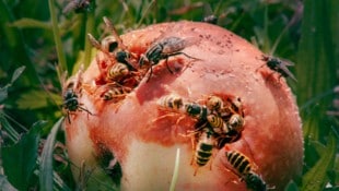 Foto von Erli Grünzweil