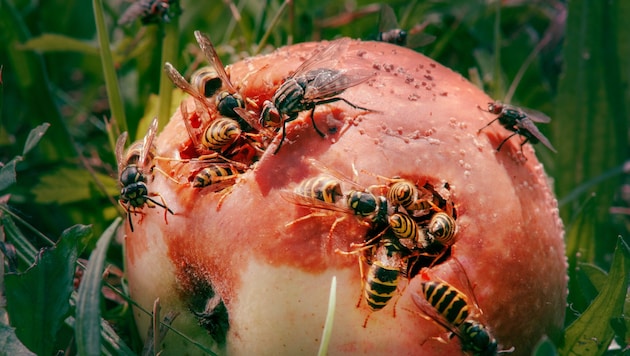 Foto von Erli Grünzweil