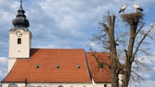 Nach langem Kreisen entschied sich das Storchenpaar für einen Horst bei der Kirche.