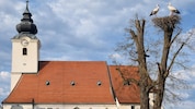 Nach langem Kreisen entschied sich das Storchenpaar für einen Horst bei der Kirche.