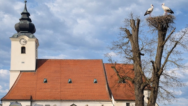 Nach langem Kreisen entschied sich das Storchenpaar für einen Horst bei der Kirche.