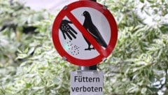 Die Linzer Volkspartei sagt den Tauben den Kampf ein, fordert im nächsten Gemeinderat ein ...