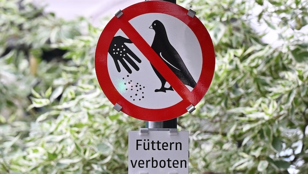 Die Linzer Volkspartei sagt den Tauben den Kampf ein, fordert im nächsten Gemeinderat ein ...