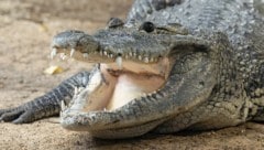 Das Beulenkrokodil hat im Tiergarten Schönbrunn eine neue Heimat gefunden. 