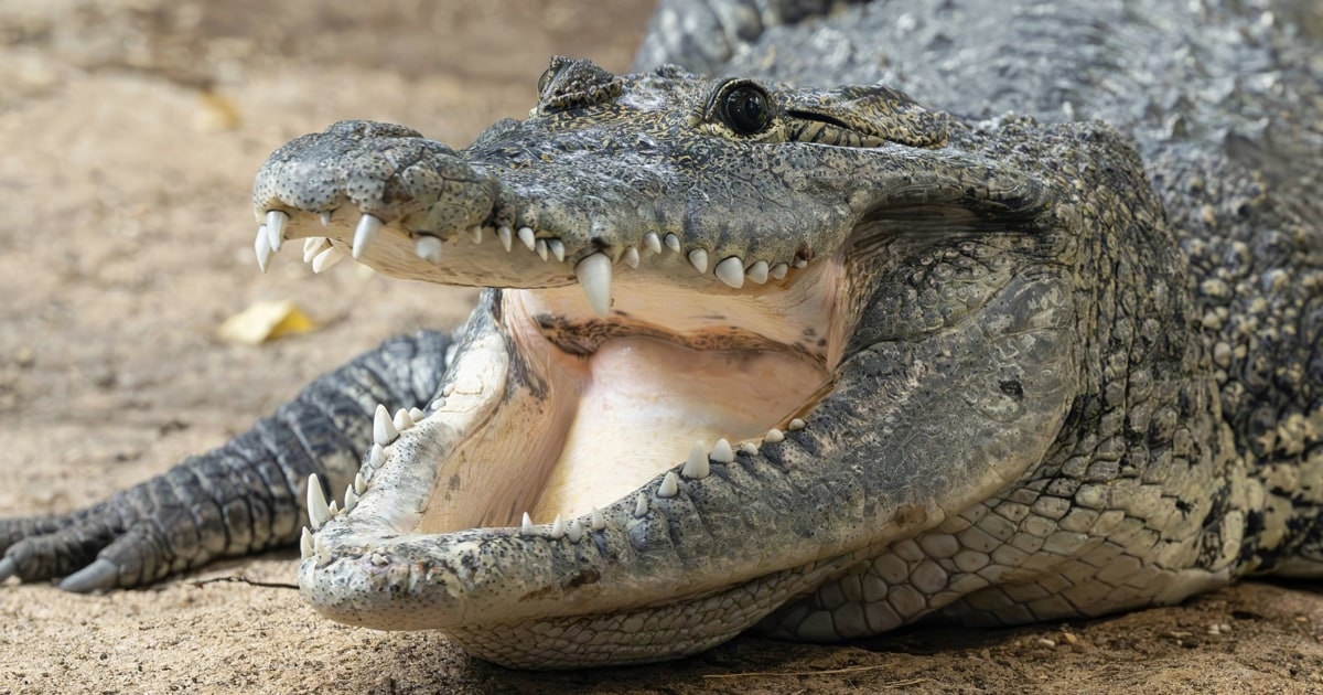 Baseball Twins Recover from Shocking Event: “Now No One Can Tell Us Apart Again”