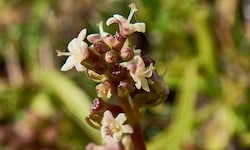 Valeriana celtica, Unterart norica; am Foto weibliche Blüten. Der Speik wird in einigen ...