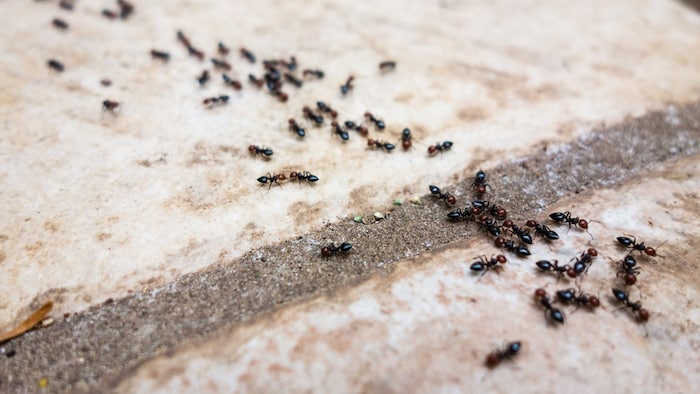 Die Ameisenstraße – ein faszinierendes System!