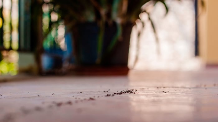 In Innenräumen sind Ameisen eher unliebsame Besucher, aber mit einfachen Mitteln kann man sie ...