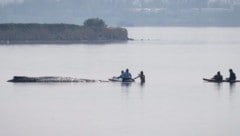 Am Donnerstag ist ein weiterer Rettungsversuch für den gestrandeten Buckelwal „Timmy“ in ...