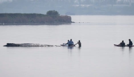 Am Donnerstag ist ein weiterer Rettungsversuch für den gestrandeten Buckelwal „Timmy“ in ...