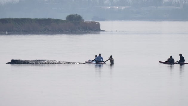 Am Donnerstag ist ein weiterer Rettungsversuch für den gestrandeten Buckelwal „Timmy“ in ...
